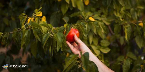 Biofertilizantes em Frutas: Como Aumentar e Melhorar sua Colheita