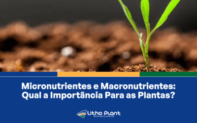 Micronutrientes e Macronutrientes: Qual a Importância Para as Plantas?