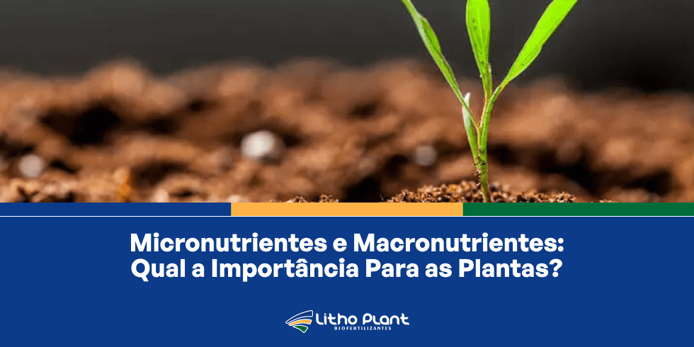 Micronutrientes e Macronutrientes: Qual a Importância Para as Plantas?