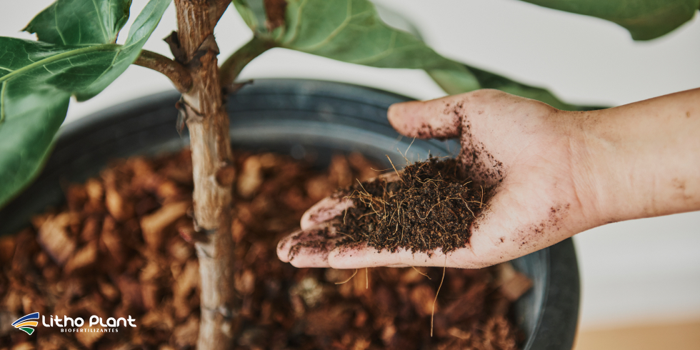 Sombryt: Proteção Solar Para Folhas e Frutos
