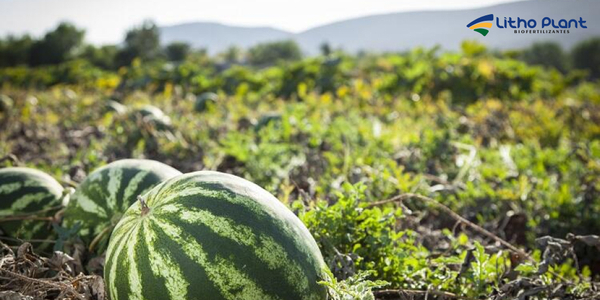 Biofertilizantes em Frutas: Como Aumentar e Melhorar sua Colheita