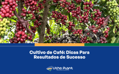 Cultivo de Café: Dicas Para Resultados de Sucesso