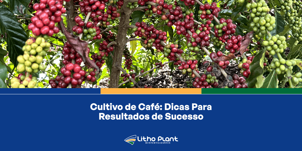 Cultivo de Café: Dicas Para Resultados de Sucesso