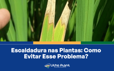 Escaldadura nas Plantas: Como Evitar Esse Problema?