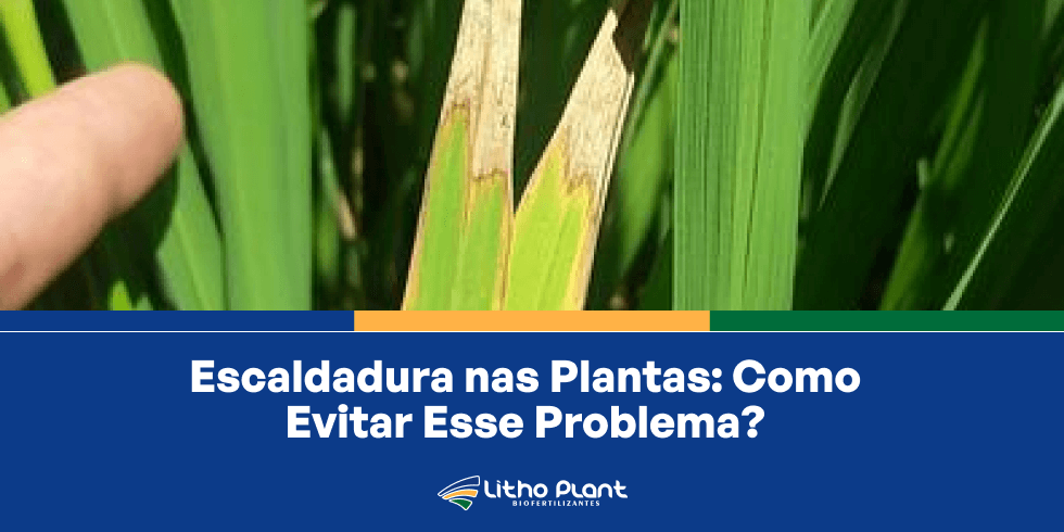 Escaldadura nas Plantas: Como Evitar Esse Problema?