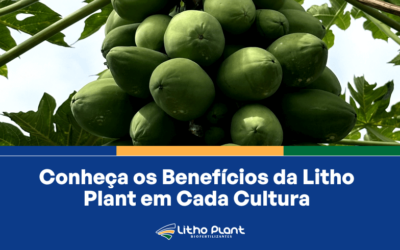 Conheça os Benefícios da Litho Plant