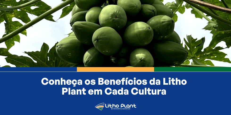 Conheça os Benefícios da Litho Plant